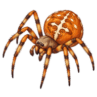 Orange Orb-Weaver Spider