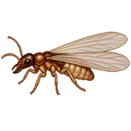 West Indian Drywood Termite