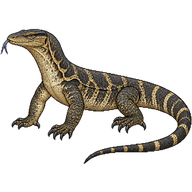 Marbled Water Monitor