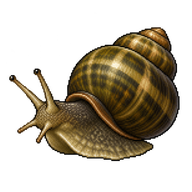 Viviparus River Snail