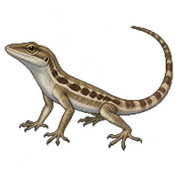 Silver Key Anole