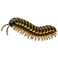 Black-and-gold Flat Millipede