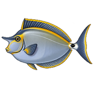 Barcheek Unicornfish
