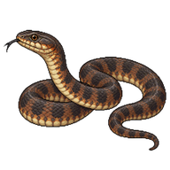 Plain-bellied Water Snake