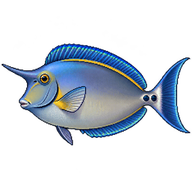 Bluespine Unicornfish
