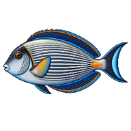Sohal Surgeonfish