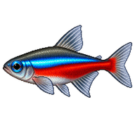 Cardinal Tetra