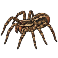 South American Wolf Spider