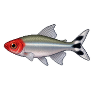 Rummy-nose Tetra