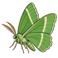 Guenee's Emerald