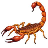 Indian Red Scorpion
