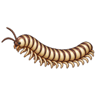 Florida Ivory Millipede