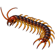 Vietnamese Centipede