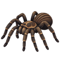 Eastern Indian Striated Burrowing Spider