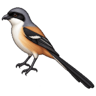 Long-tailed Shrike
