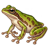 Schultze's Stream Frog