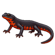Japanese Fire-bellied Newt