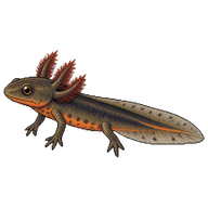 Japanese Fire-bellied Newt Larva