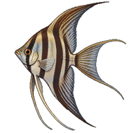 Altum Angelfish