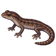 Strinati's Cave Salamander