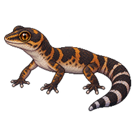 Chinese leopard gecko
