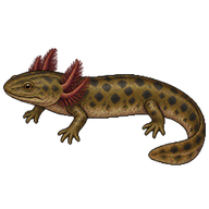 Common Mudpuppy