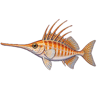 Longspine Snipefish