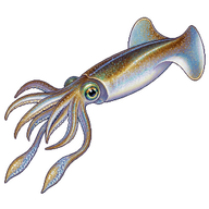 Bigfin Reef Squid