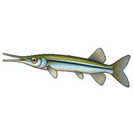 Wrestling Halfbeak
