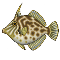 Aiptasia-eating Filefish