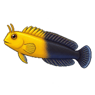 Midas Blenny