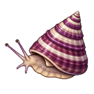 Purple-Ring Topsnail