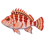 Dwarf Hawkfish