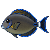 Gendarme Fish