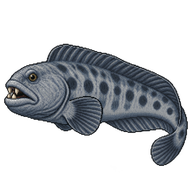Atlantic Wolffish