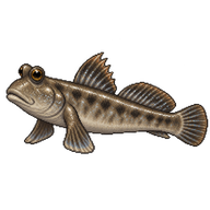 Indian Mudskipper
