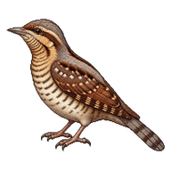 Eurasian Wryneck