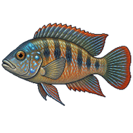 Egyptian Mouthbrooder