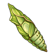 Asian Swallowtail Chrysalis