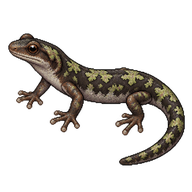 Arboreal Salamander