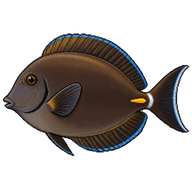Brown Surgeonfish