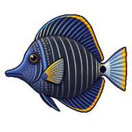 Longnose Surgeonfish