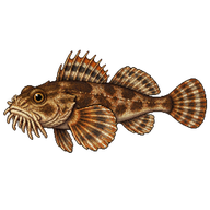 Moustache Sculpin