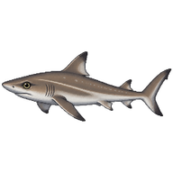 Tope Shark Juvenile