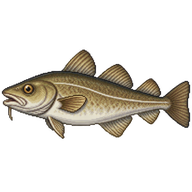 Atlantic Cod