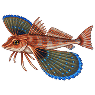 Flying Gurnard