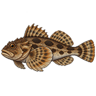 Shorthorn Sculpin