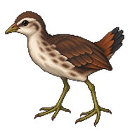 White-breasted Waterhen Juvenile