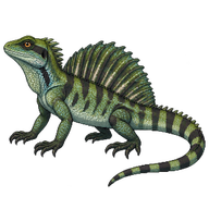 Weber's Sailfin Lizard