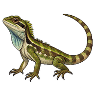 Northern Forest Dragon